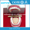 CE certified Plastic Dental Model Of Teeth